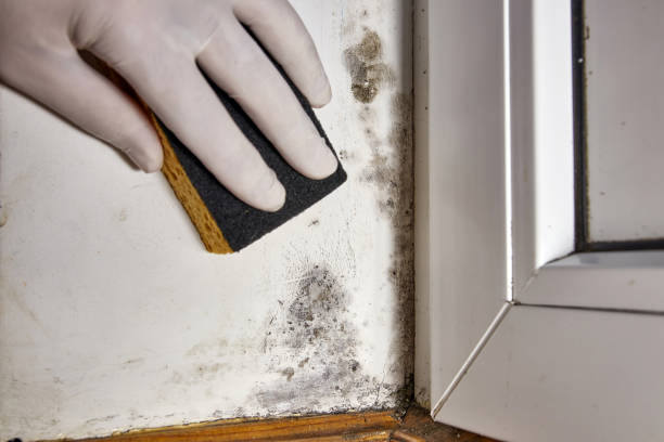 Environmental Consulting for Mold Prevention in Tazewell, VA